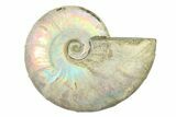 Silver Iridescent Ammonite (Cleoniceras) Fossil - Madagascar #327730-1